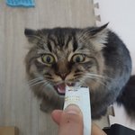 [고양이] <b>카누</b>와레오(5)