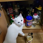 [고양이] 다시한번 올려요~ <b>하양</b>이 임보중입니다!!