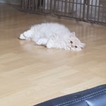 [멍냥이들] 우리집멍냥이들2