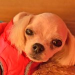 <b>토리</b>/말티즈/남아(중성화완료)/3살/2kg  *<b>토리</b>는 애교가 많은...