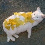 [고양이] 고양이 키우고 싶따 고양이 넘남 키우고 싶다