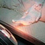 니 <b>족발</b> 보고프다..