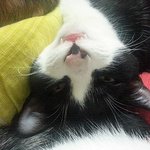 [다묘] [다묘 열번째]스윗 스윗 스위트한 조로의 매력에 쏘옥~