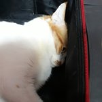 나의 동거묘 <b>도칠</b>이 17년 12월 겨울