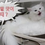 근데 니네 <b>고양</b>이 왜 싫어해?ㅋ