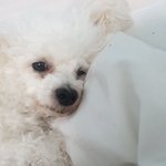 [EXO] 야 우리 집 댕댕이 ㅈㄴ<b>기여</b><b>움</b>