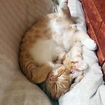 [다묘 열한번째]고양이의 어린 모습은 <b>찰나</b>같아요. 여러분은 행운아~