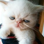 스타워즈 <b>요다</b>를 닮은 뚜띠!!