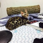 [고양이] 나는 <b>로저</b>, 직업은 고양이2