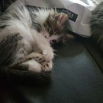 [<b>동물</b>사랑방] 놀숲 아깽이 3마리 (까페, 라떼, 모카)