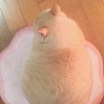 [다이어트] 다이어트하면서 총 20kg 넘게뺐는데