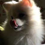[드루와] 나 <b>코에</b> 혀 닿는당 ㅎㅎ