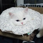 [고양이] <b>카누</b>와레오(6)