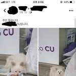 [멍냥이들] 유기견데리고 온지 9개월