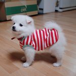 쇼퍼랜드에서 옷 샀눈데