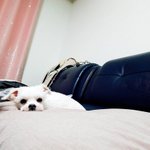 [방탄소년단] 꾹이네 <b>멍멍이</b> 근황ㅋㅋㅋㅋㅋㅋㅋㅋ