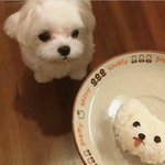 [댓글부탁해] 나한테서 강아지 냄새 난다던데 이거 돌려말하는거야...