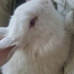 <b>부산</b> <b>시청</b>주변에 토끼 잃어버리신분