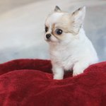 <b>밍밍</b>아빨리와