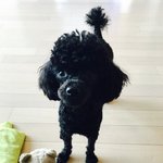 [EXO] 야 나 오늘 <b>남친집</b> 놀러갔는데 강아지 넘 귀엽지않냐