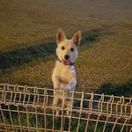 [도와주세요] 저희집 강아지가 밖에서 살아요ㅠ