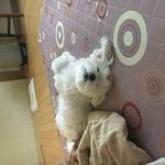 쉬드엘 파운데이션 써본사람!!