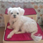 [EXO] 개인지 <b>돼지</b>인지 구별이안감