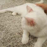 [EXO] 야 나ㅋㅋㅋ 고양이 카페 갔다고 <b>개혼</b>남