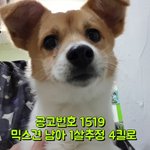❌안락사 대기 아이들 봐주세요.❌