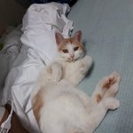 [고양이] 저희집 셋째가 생겼어요!!!