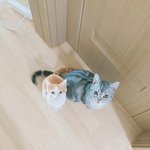 [고양이] <b>치치</b>를 위해 기도해주세요