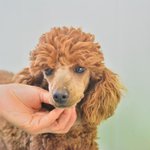 푸들/<b>남아</b>/1살/4kg 아픔이 가득한 미래입니다.