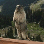 [댓글부탁해] 심즈 외식 살까말까