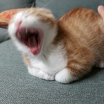 내일 방<b>학식</b>이면 좋겠다..