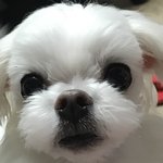 [EXO] 우리집 댕댕이