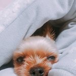 [EXO] 나도 댕댕이 있다