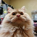 [다묘] [다묘 열세번째]외모만 보고 판단은 금물. 반전의 반전의...