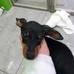 공고기한 종료!!안락사<b>임박</b>!! 미니핀 여아 6개월 2.6키로