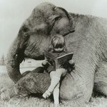 <b>코끼리</b>랑 친구하는 <b>아이</b>들