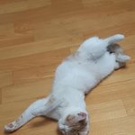 [고양이] 후기)) 저희집 셋째가 생겼어요!!!