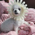 <b>눈매</b>교정효과없어???