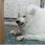 커<b>버력</b>이랑 지속력좋은 쿠션 ㅊㅊ좀