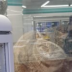 편의점 알바하는데 고양이가....