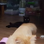 [다묘] [다묘 열네번째]언젠간 친해질 것이라 믿는다. 그때까지...