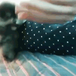 [방탄소년단] 사락사락 나풀거리는 태태손과 말랑거리는 탄이 혓바닥봐