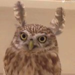 [19] 얘들아 체험학습 <b>신청서</b>...급해제발