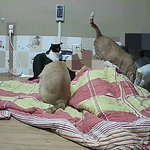 [다묘] [다묘 열다섯번째]사고뭉치 10묘들의 현장고발. 그리고...