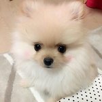 넘나 사랑스러운 우리 <b>콘</b>치❤️