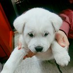 [도와주세요] <b>소중</b>한 저희 가족을 찾아주세요.