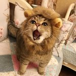 [드루와] 옴마 <b>올때</b> 먹을거 뭐사달라고 하징